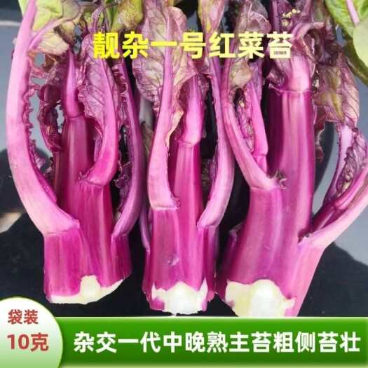 红菜苔种子中晚熟杂交一代无蜡粉主苔粗侧苔多耐寒丰产油菜苔紫色