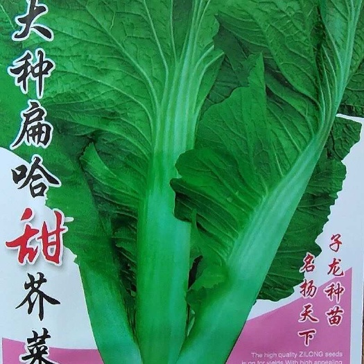 邵东市大肉扁合甜芥菜种子大肉甜芥菜种籽四季耐热甜芥菜籽蔬菜种子大全