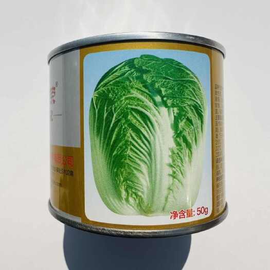 南京申荣改良青杂三号大白菜种子秋播大白菜种籽山东种籽秋季抗病
