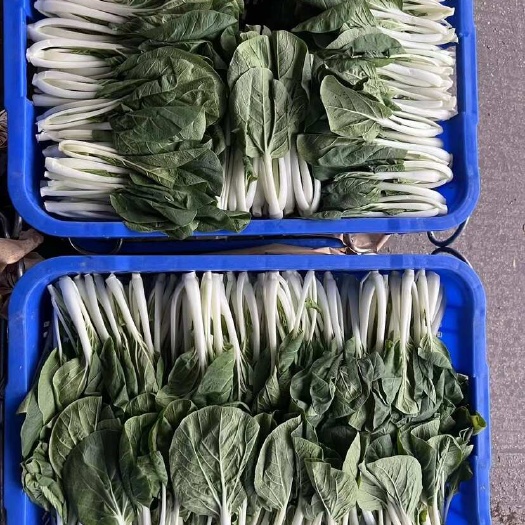 惠州小白菜