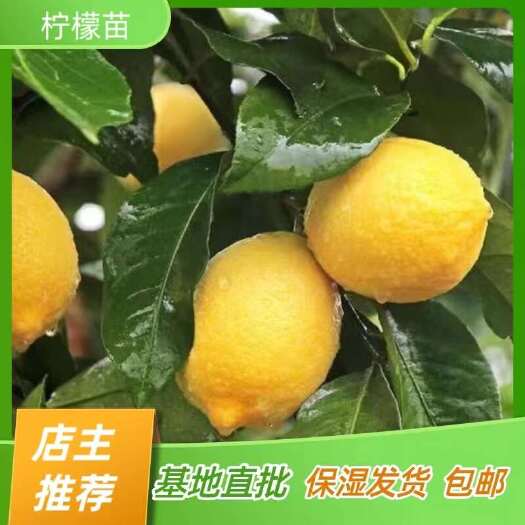 简阳市尤力克柠檬苗 香水柠檬苗 嫁接苗产地直销【批发】技术指导
