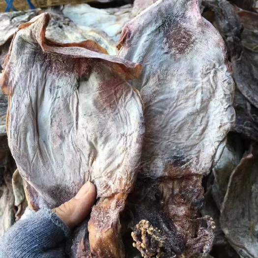 长沙黑鱿鱼1，鱿鱼干 水发鱿鱼烧烤鱿鱼海鲜干货，一手货源产地直销