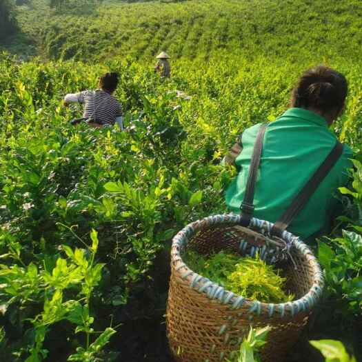  莓茶