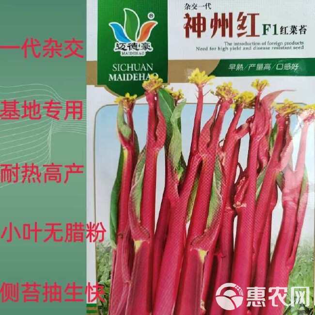 红菜苔种子神州红一代杂交早熟耐热无蜡粉小叶亮红基地专用早秋播