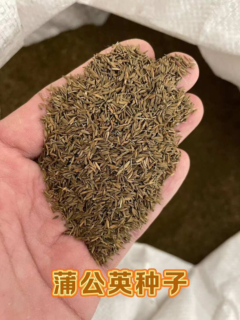 蒲公英种子 野生蒲公英籽 包发芽率 免费提供技术 可回收产品