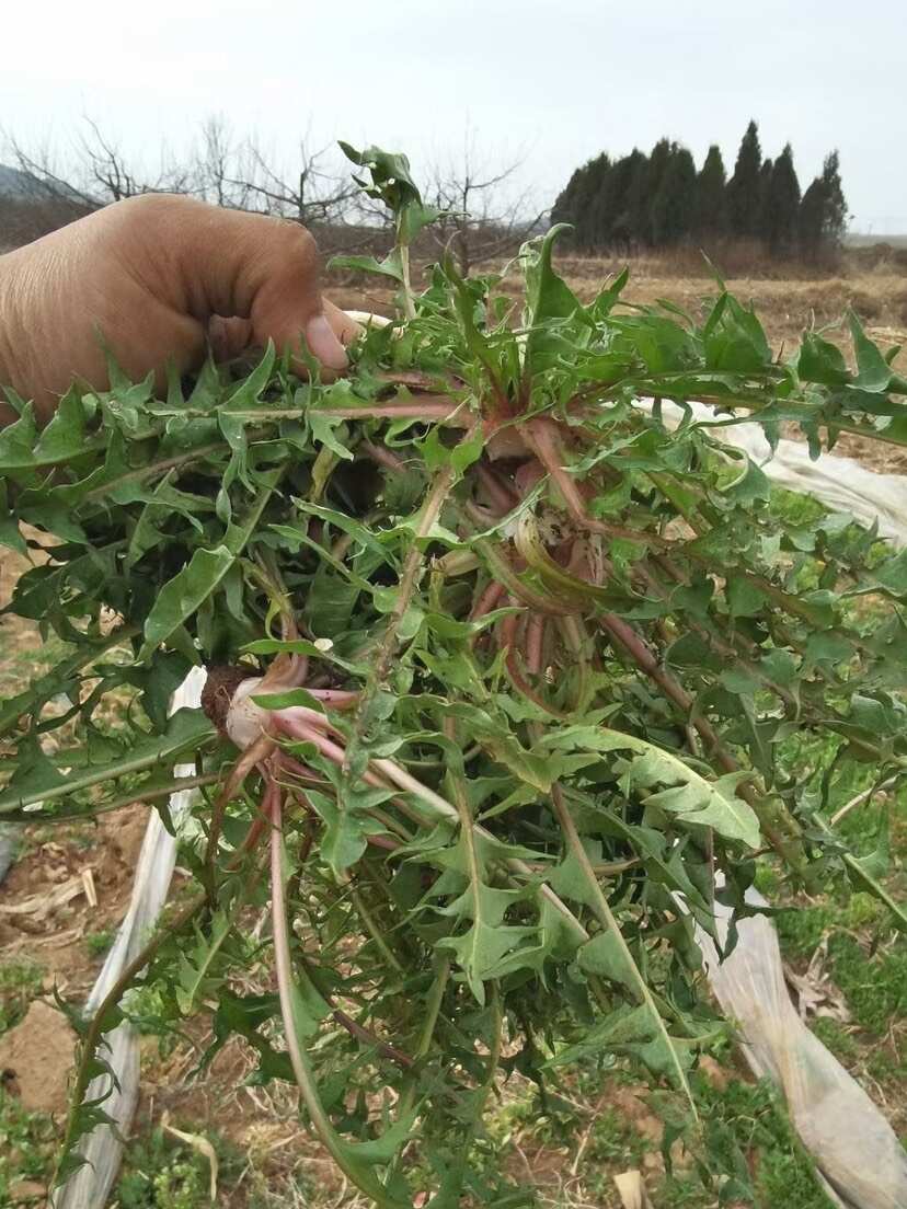 蒲公英种子 野生蒲公英籽 包发芽率 免费提供技术 可回收产品