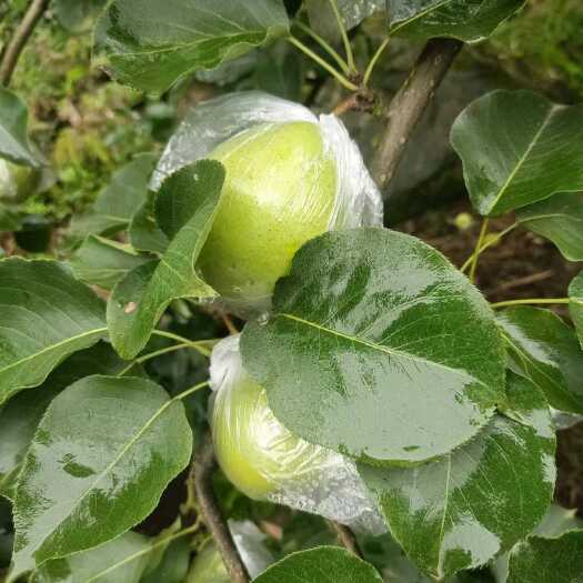 霞鱼梨，青皮翠绿，甜香可口