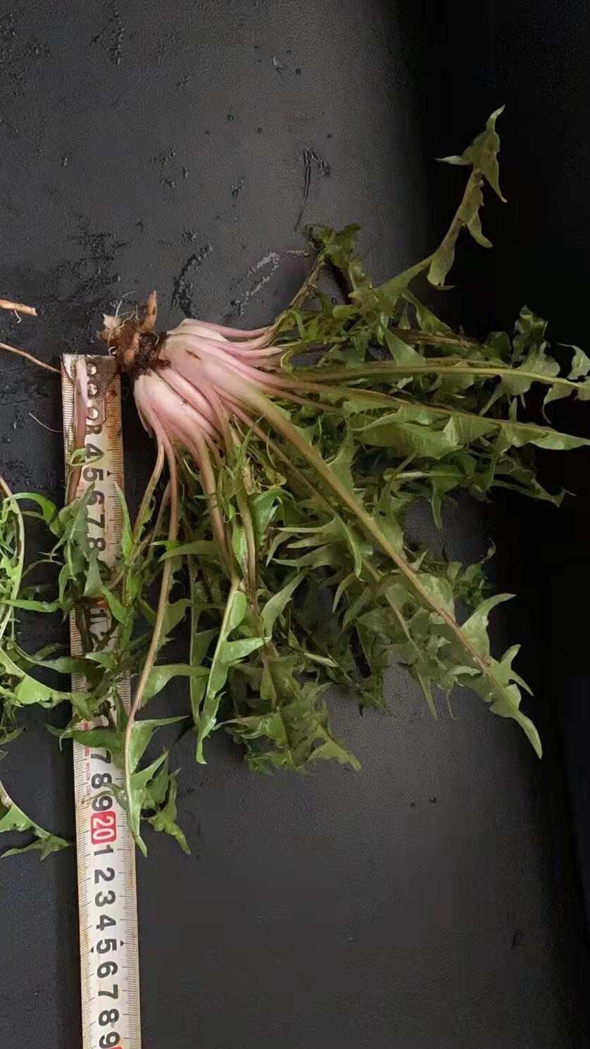 蒲公英种子 野生蒲公英籽 包发芽率 免费提供技术 可回收产品