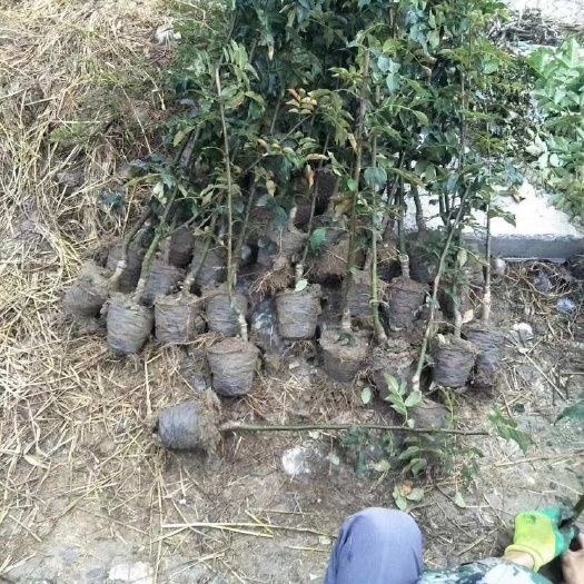 营养杯嫁接无刺花椒苗