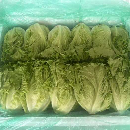 昆明散叶生菜