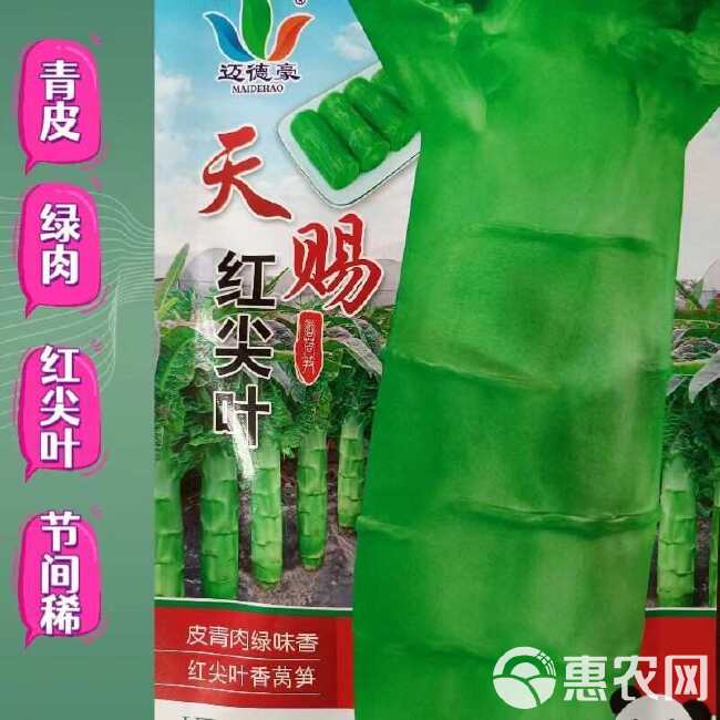 天赐红尖叶香莴笋种子青皮绿肉耐寒抗病节间稀高桩大棒秋冬春基地