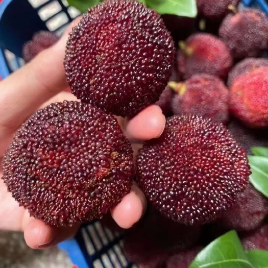 泰顺县杨梅