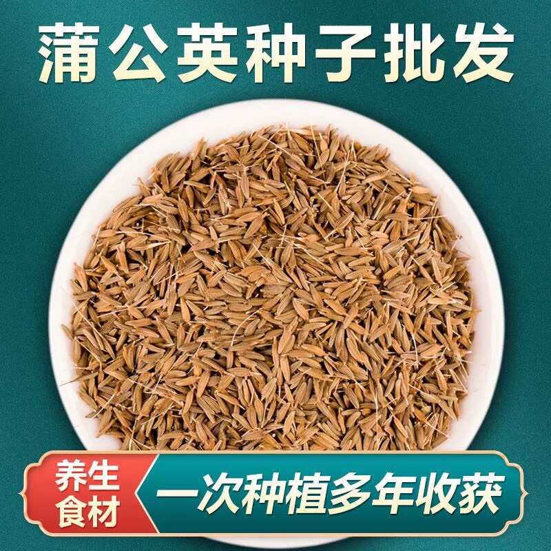 蒲公英种子 野生蒲公英籽 包发芽率 免费提供技术 可回收产品