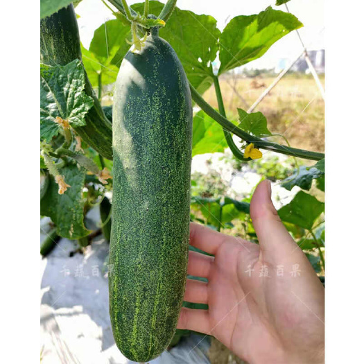 水果吊瓜种籽子大青吊瓜种子青瓜种水果黄瓜籽种春秋蔬菜种孑