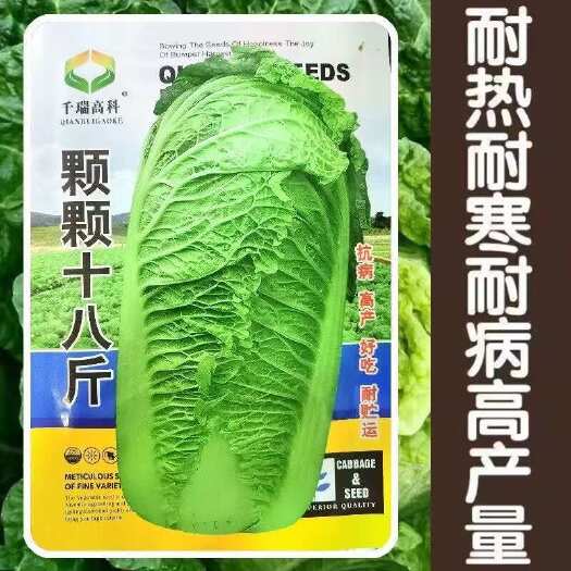 邵东市颗颗十八斤大白菜种子山东白菜籽好吃大白菜抗病蔬菜白菜子