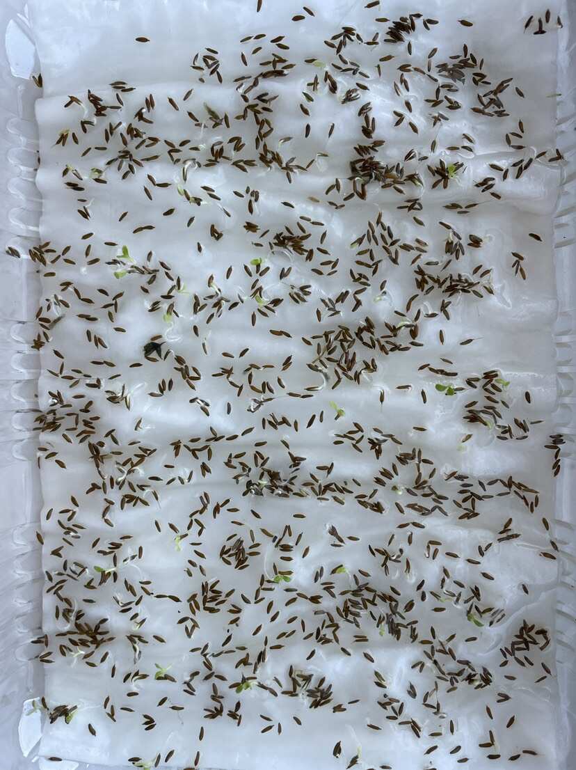 蒲公英种子 野生蒲公英籽 包发芽率 免费提供技术 可回收产品