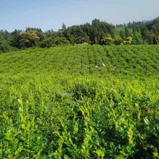  莓茶