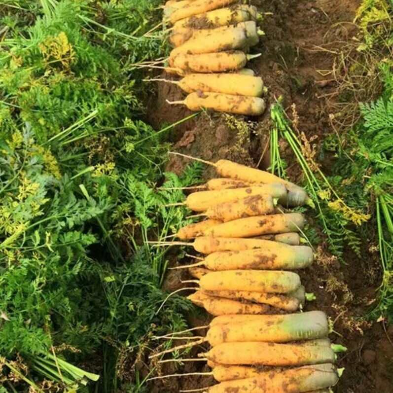 奥盛黄参胡萝卜种子黄胡萝卜种籽水果型齐头蔬菜种籽生吃脆甜圆柱