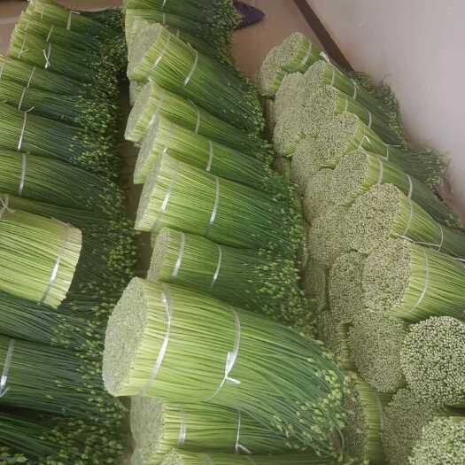 石屏县韭菜苔