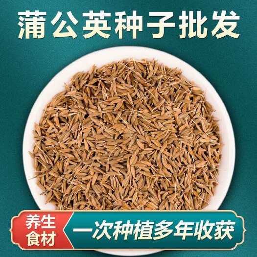 蒲公英种子 野生蒲公英籽 包发芽率 免费提供技术 可回收产品