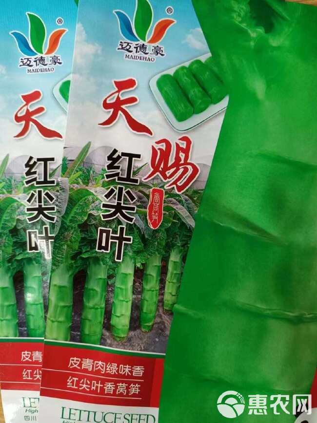 天赐红尖叶香莴笋种子青皮绿肉耐寒抗病节间稀高桩大棒秋冬春基地