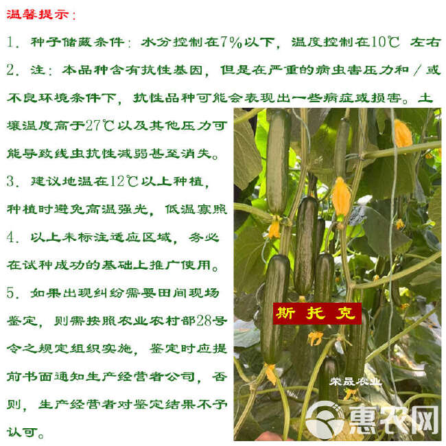 斯托克无刺水果黄瓜种子以色列海泽拉原装四季口感水果黄瓜籽