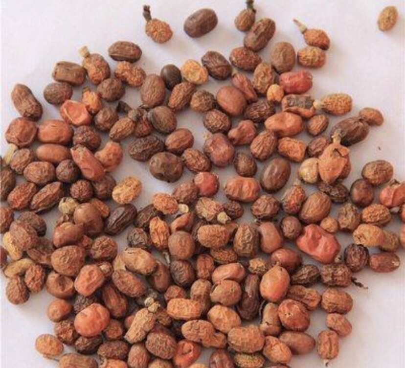 红蔻红扣红寇无硫红豆蔻增香回味去异味卤料调味料香辛料火锅配料