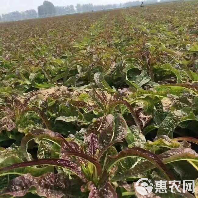 天赐红尖叶香莴笋种子青皮绿肉耐寒抗病节间稀高桩大棒秋冬春基地