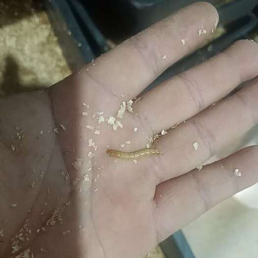 曹县黄粉虫