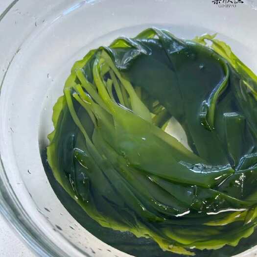 霞浦县海带苗