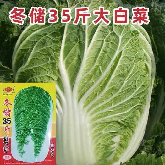 邵东市冬储35斤秋播大白菜种子东北特大北方耐寒耐储藏越冬白菜籽