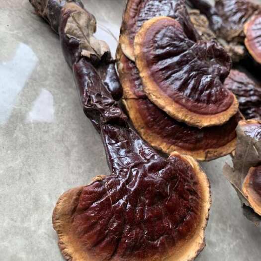 昆明西藏白心白肉灵芝
