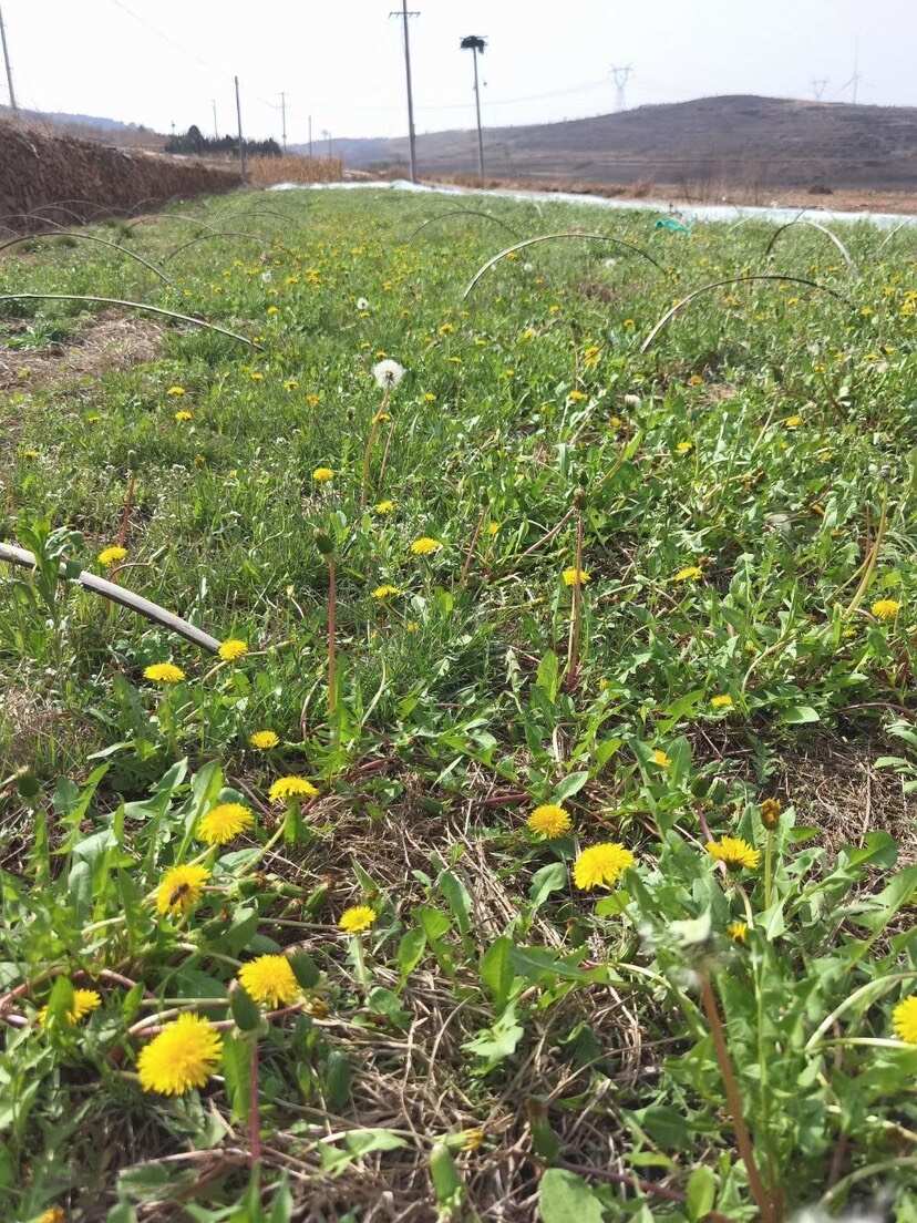 蒲公英种子 野生蒲公英籽 包发芽率 免费提供技术 可回收产品