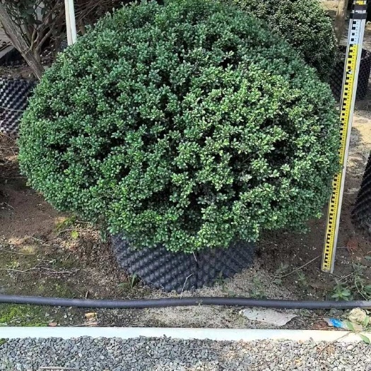 中山市龟甲冬青 80-150 高