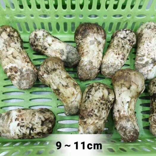 雅江县雅江松茸