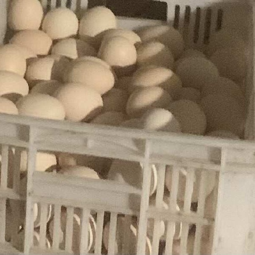 磁县粉壳蛋