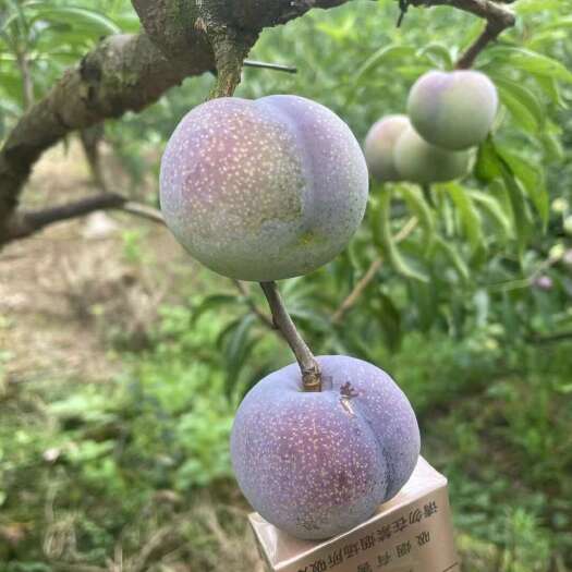 屏山县质量保证口感香甜可口，