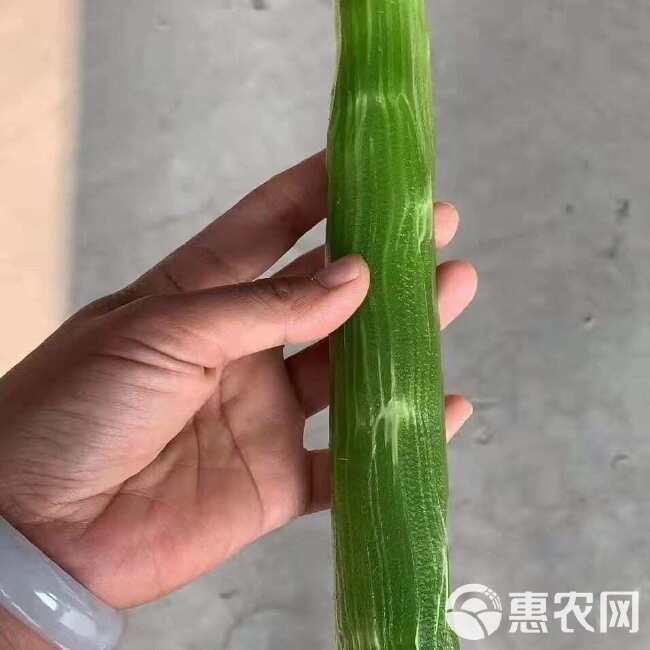 天赐红尖叶香莴笋种子青皮绿肉耐寒抗病节间稀高桩大棒秋冬春基地