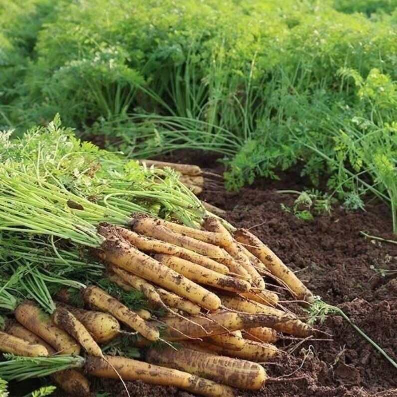 奥盛黄参胡萝卜种子黄胡萝卜种籽水果型齐头蔬菜种籽生吃脆甜圆柱