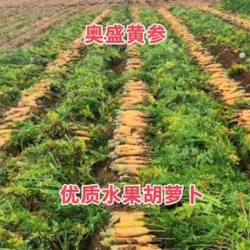 奥盛黄参胡萝卜种子黄胡萝卜种籽水果型齐头蔬菜种籽生吃脆甜圆柱