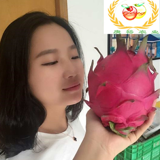 大红三号火龙果苗，大红二号火龙果苗，红心火龙果苗，火龙果苗
