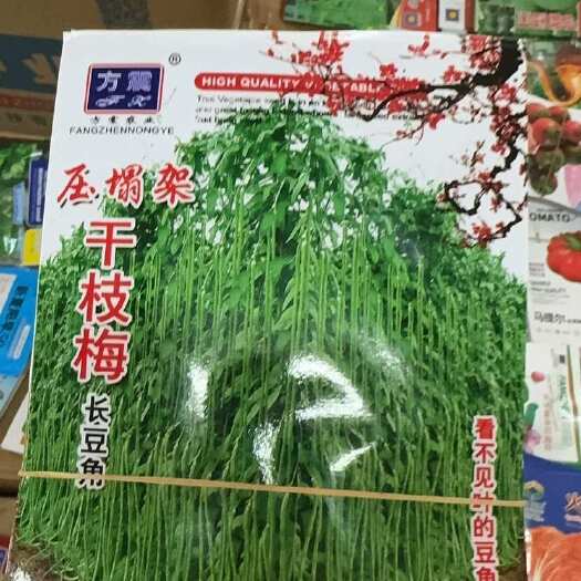 邵东市春秋四季豇豆种籽干枝梅特长豆角种子中早熟长达1.2米特长蔬菜