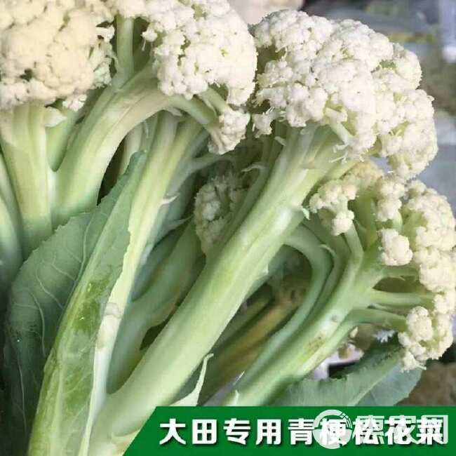 有机松花菜种子散花青梗白色有机花椰菜好吃耐寒耐湿易种花菜种子