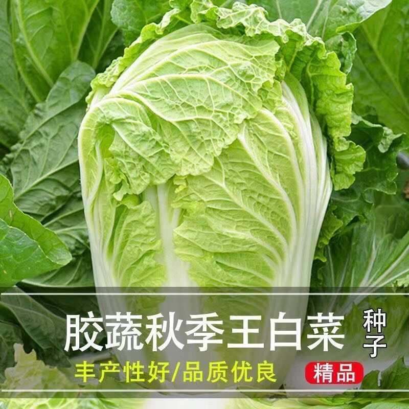 正品山东丰抗大白菜种子抗病好吃包心大白菜籽农家秋冬播蔬菜种子