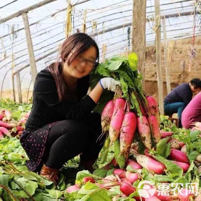 花樱水萝卜种子粉红甜脆水果萝卜种子春秋季庭院阳台四季蔬菜种子