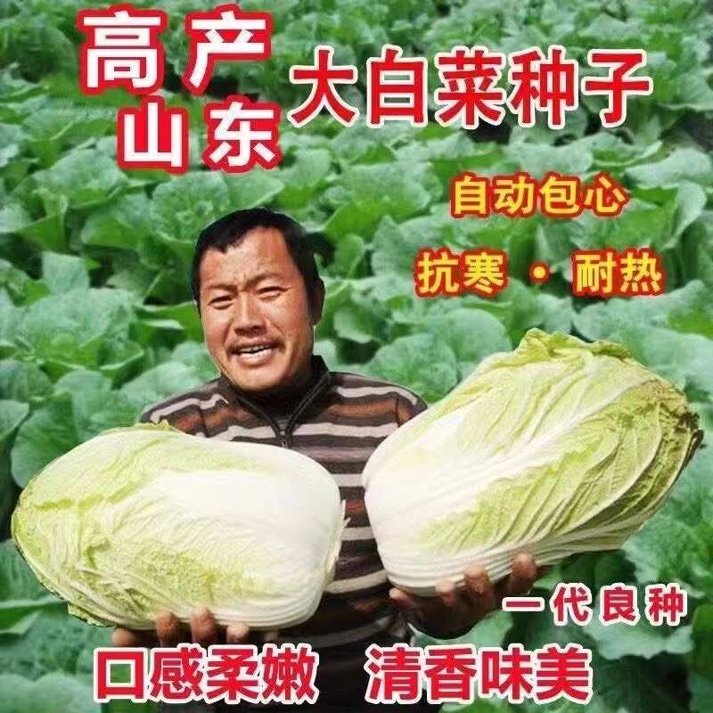 正品山东丰抗大白菜种子抗病好吃包心大白菜籽农家秋冬播蔬菜种子