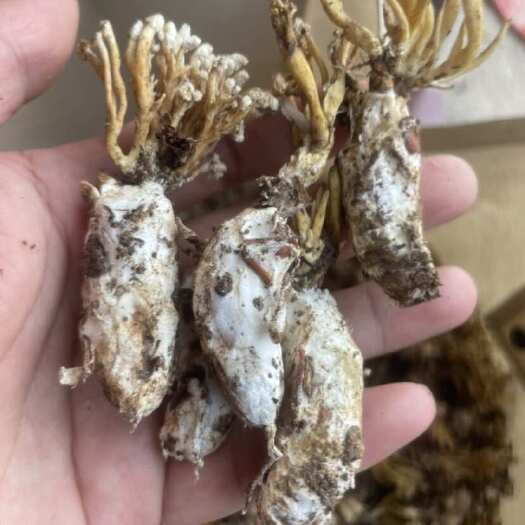 无为市2024新品蝉花，自己上山挖的有需要的老板可以联系是皖南的衣