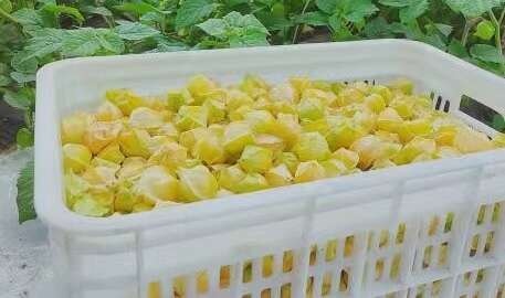 灯笼果
