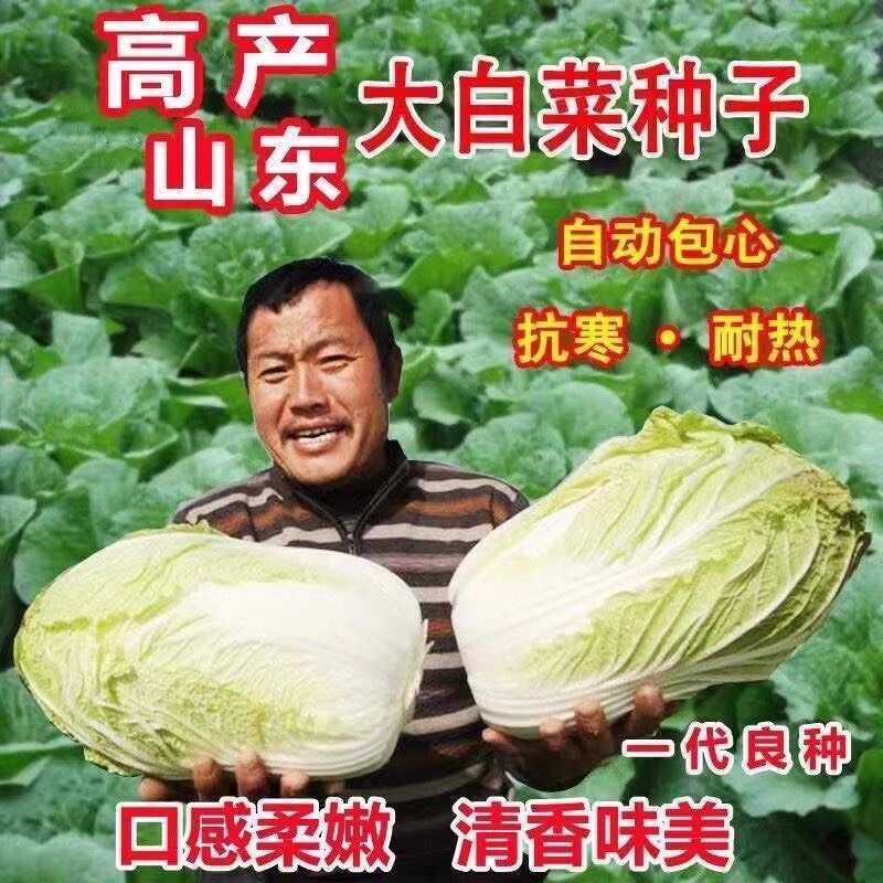 正品山东丰抗大白菜种子抗病好吃包心大白菜籽农家秋冬播蔬菜种子
