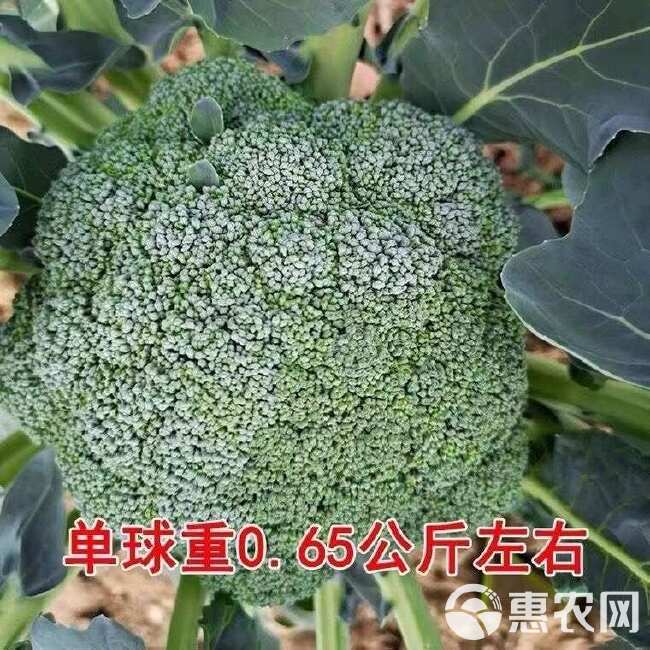 西兰花种子好吃四季耐寒易种绿菜花椰菜庭院菜园蔬菜种子花菜籽孑